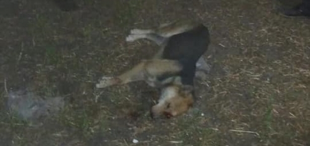 كلب ضال يعقر 12 شخص بقرية طه شبرا بقويسنا ولجنة مجلس المدينة تنجح في قتله