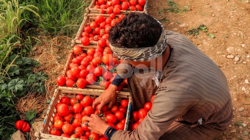 قفص الطماطم 130 جنيه