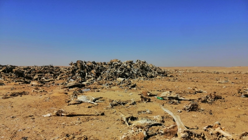 مقبرة حمير الفيوم