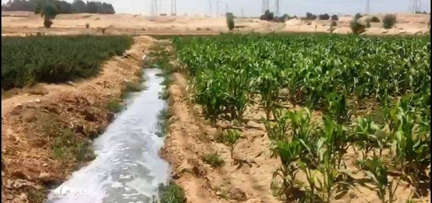 محاصيل تم ريها بمياه الصرف في سوهاج