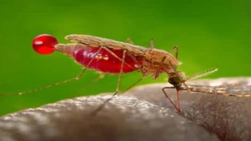بعوضة «الأنوفيليس» التي تسبب في انتشار الملاريا