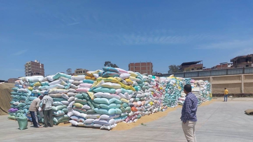 صورة القمح في محافظة كفر الشيخ
