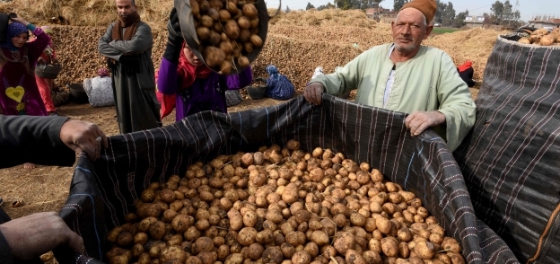 مزارعون أثناء حصاد البطاطس وتعبئتها تجهيزاً لبيعها بالأسواق