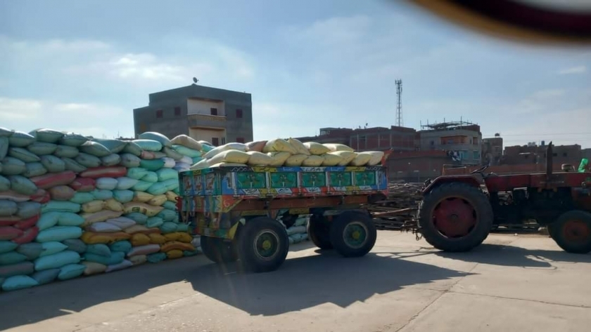 توريد القمح في محافظة كفر الشيخ