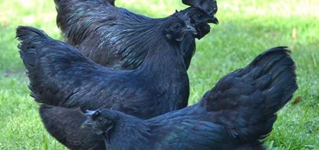 بالصور| طفرة جينية تلوّن "دجاجة" بـ"الأسود"