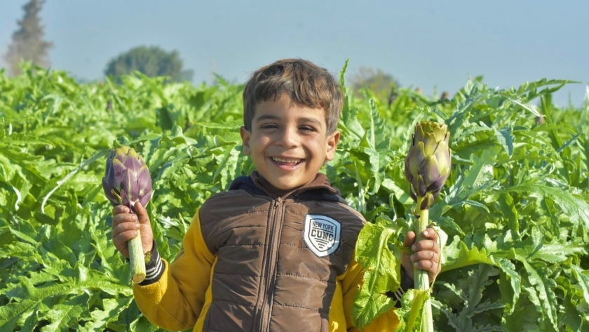 حصاد الخرشوف في قرى البنجر بالإسكندرية