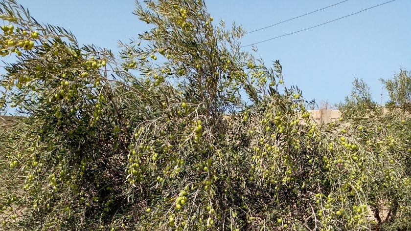 زراعة أشجار الزيتون بشمال سيناء