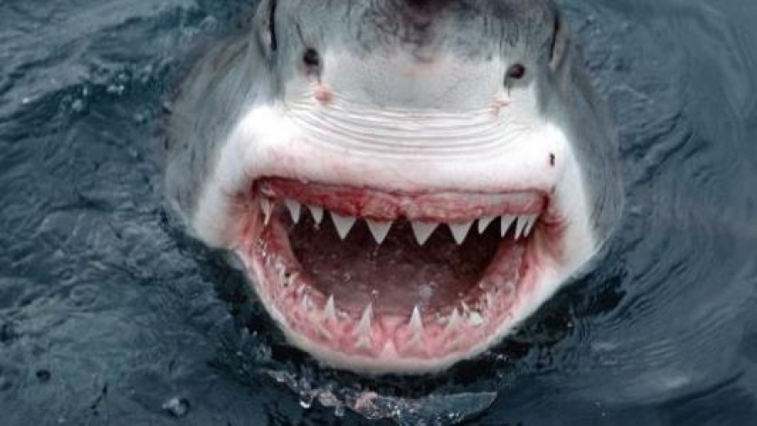 البيئة تحقق في هجوم سمكة القرش على محمية جنوب سيناء