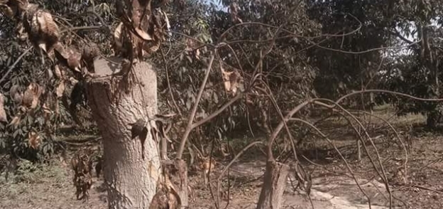العفن الهبابي يقضي على أشجار المانجو