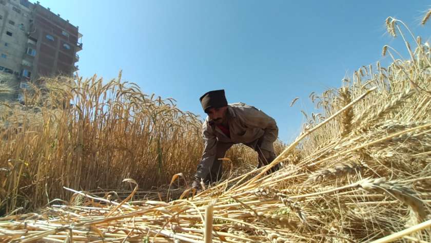 حصاد القمح 2024 بمحافظة الفيوم