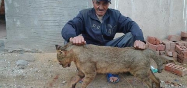 بالصور| مزارع في كفرالشيخ يقتل قطا بريا هاجمه بمنزله