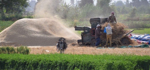 الآلات الزراعية تواصل حصاد القمح