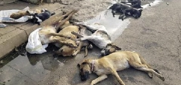 إعدام كلاب ضالة فى شوارع الأقصر