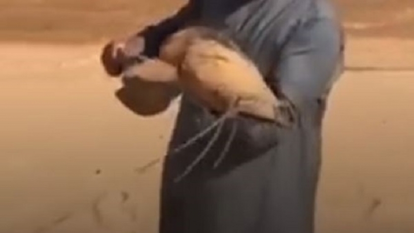 سمكة قرموط بصحراء السعودية