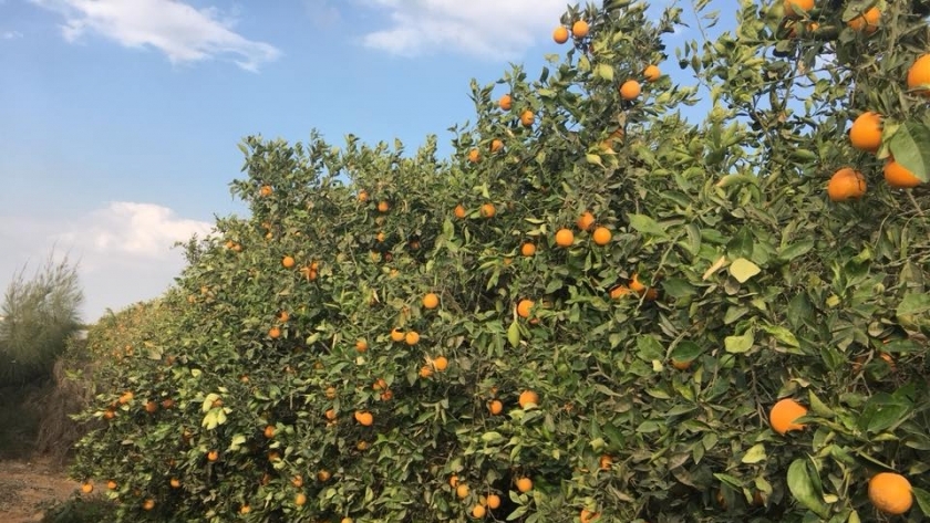 مزارع البرتقال في وادي الملاك بالإسماعيلية