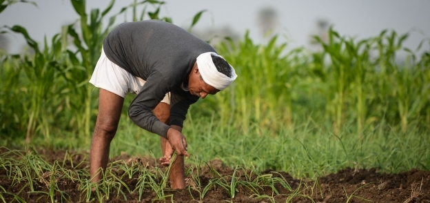 شركات الأسمدة تتجاهل رسم الـ600 جنيه: مستمرون في التوريد لـ«الزراعة»