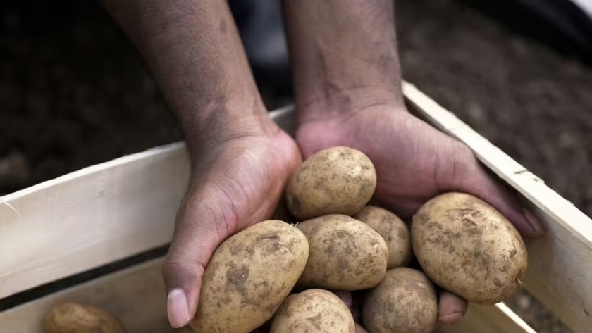 طريقة تخزين البطاطس