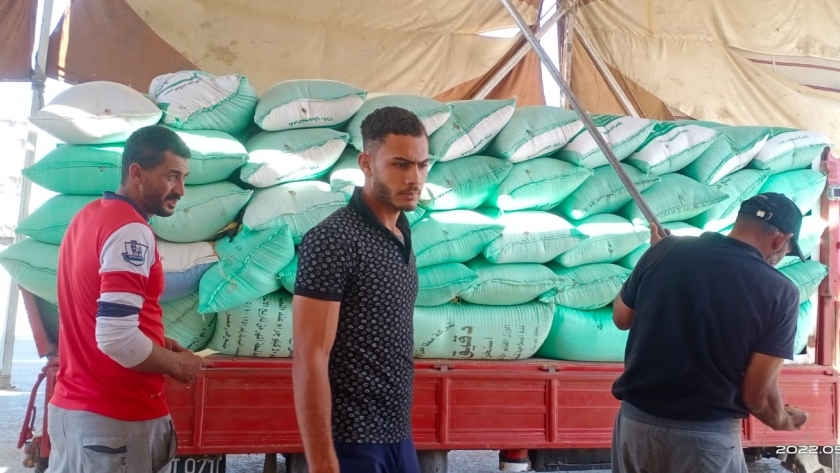 القمح في كفر الشيخ