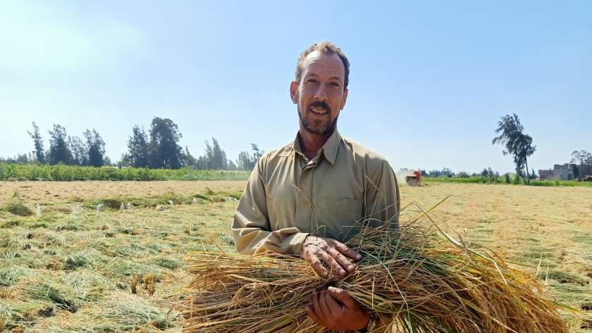 حصاد محصول الأرز بكفر الشيخ