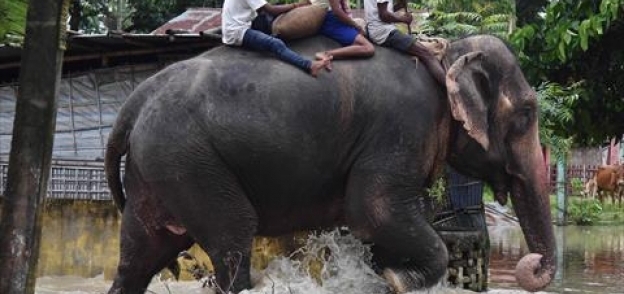 الأفيال تنقذ مئات السائحين في نيبال