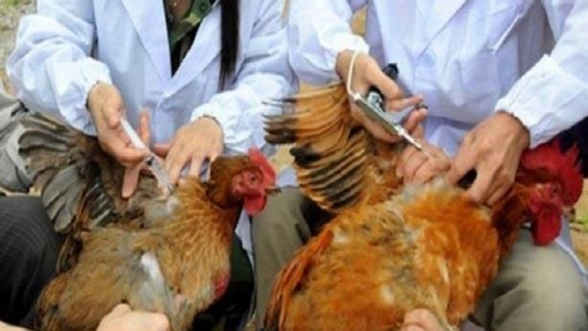 السعودية تسجل أول حالةإنفلونزا الطيور