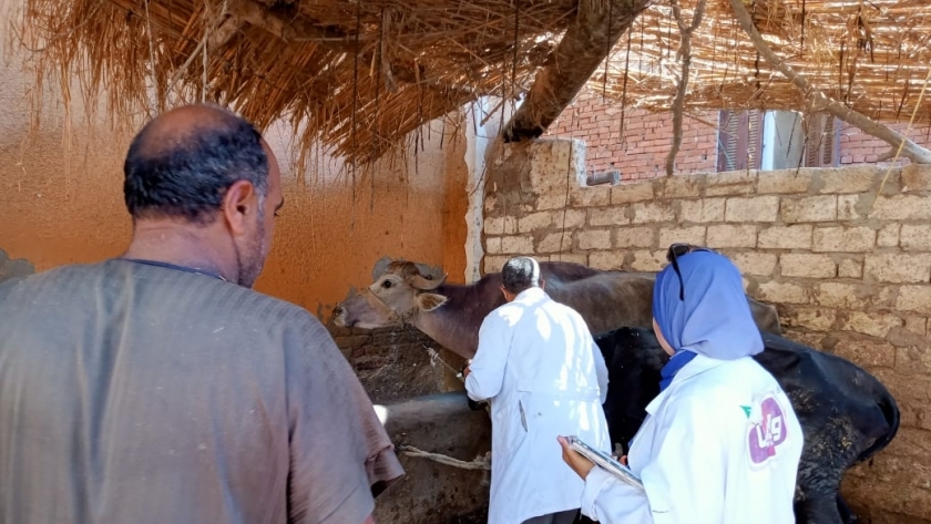 تحصين الماشية في كفر الشيخ