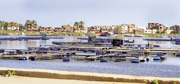 الأقفاص السمكية تحتل نهر النيل فى رشيد