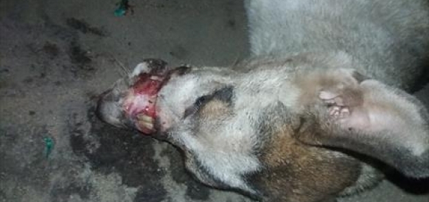 تعذيب الكلاب في مصر