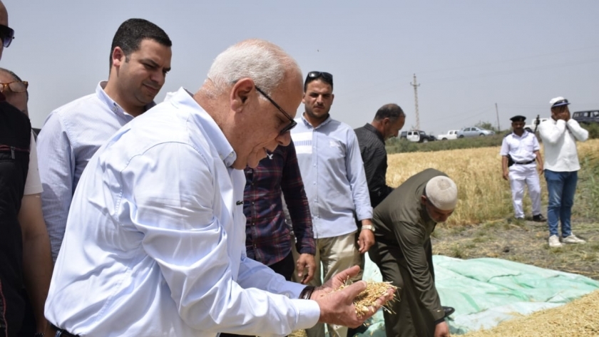 حصاد القمح في بورسعيد