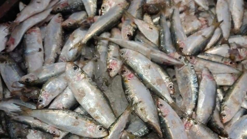 أسعار الأسماك بشمال سيناء