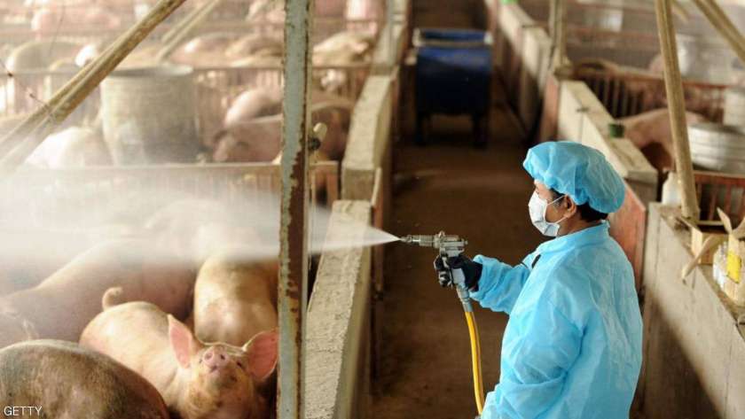 إجراءات مكافحة حمى الخنازير