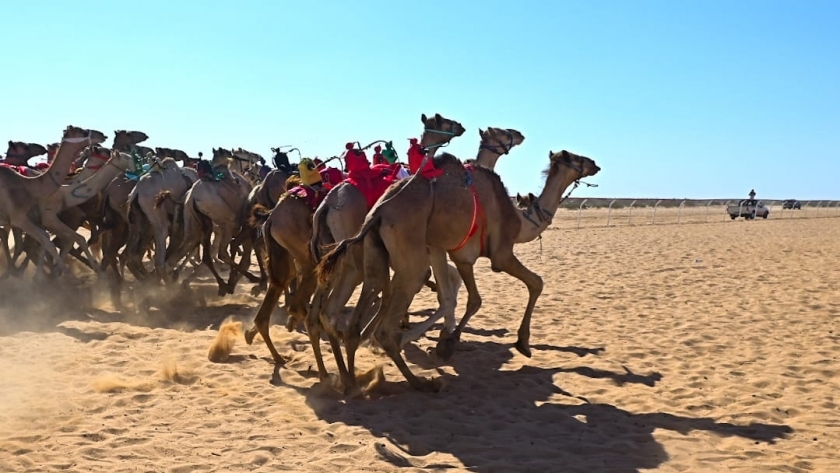 عودة سباقات الهجن بشمال سيناء