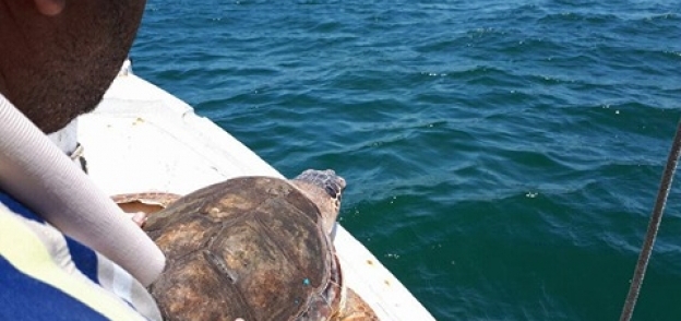 خلال عملية اطلاق السلاحف البحريه بسواحل مطروح حفاظا على انقراضها