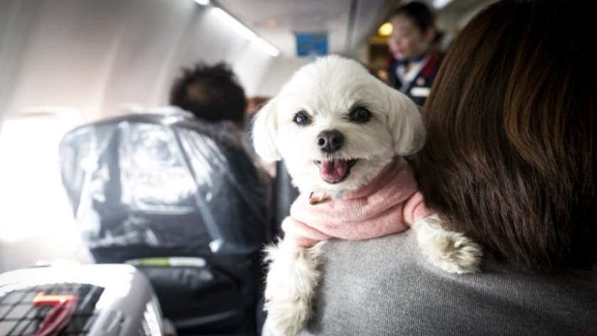 شروط سفر حيوانك الأليف على متن الطائرة