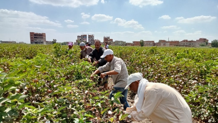 مزارعو القطن في كفر الشيخ