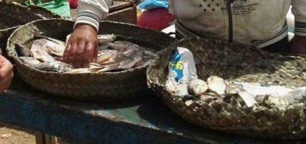 ضبط وإعدام 500 كيلو جرام أسماك غير صالحة للإستهلاك بالعاشر