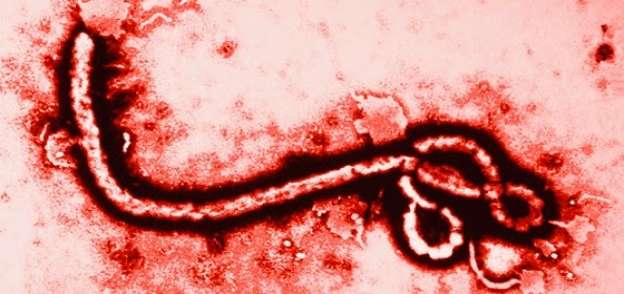 وفاة حالة جديدة بفيروس الإيبولا في الكونغو