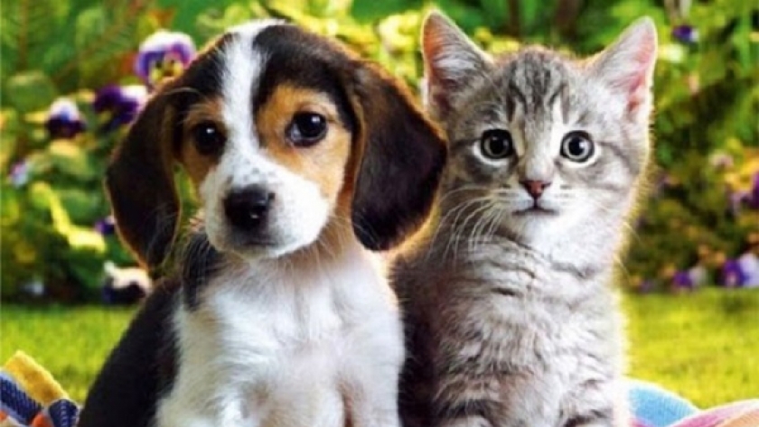 دورة تدريبية عن طب ورعاية الحيوانات الأليفة بالدقهلية