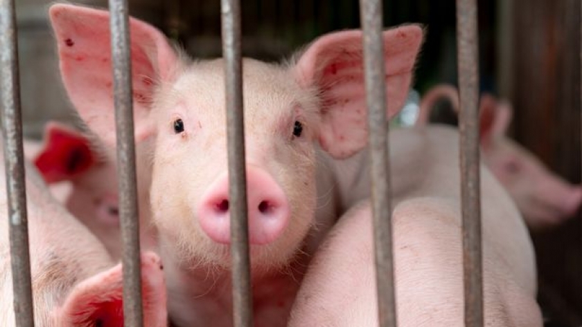ربما تهدد حمى الخنازير ثروة الصين من هذا الحيوان