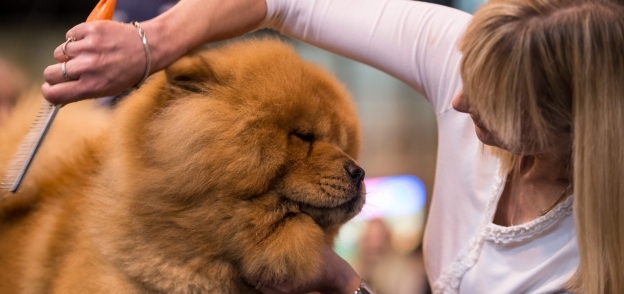 بالصور| the Crufts dog show.. معرض للكلاب في إنجلترا