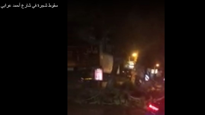 فيديو.. سقوط شجرة عملاقة في شارع أحمد عرابي