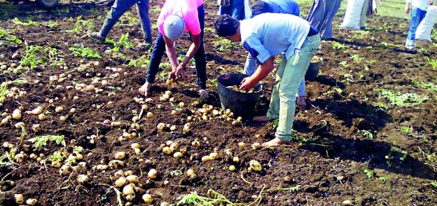مزارعون خلال جمع محصول البطاطس بالمنيا
