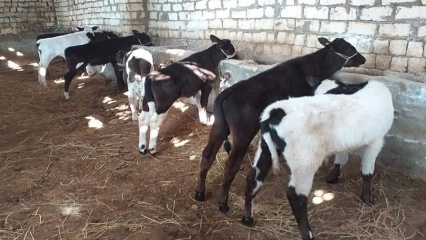 تربية صغار الماشية بكفر الشيخ