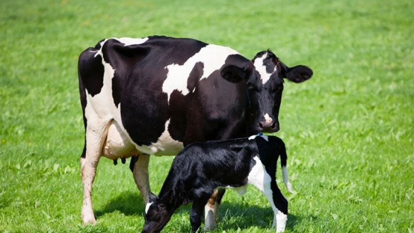 ولادة الأبقار- صورة أرشيفية