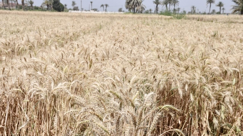 القمح في مصر