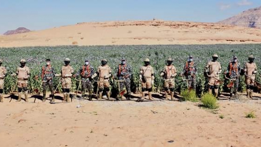 الجيش والشرطة يشنان حملة للبحث عن الزراعات المخدرة بسيناء