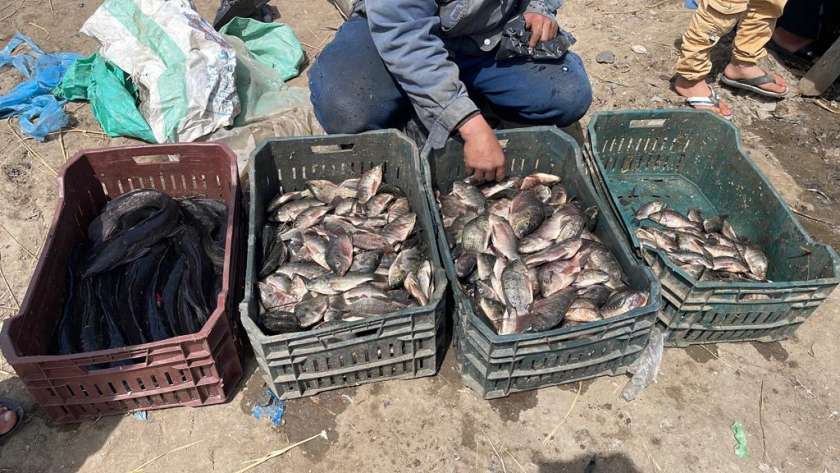 أسعار السمك في كفر الشيخ