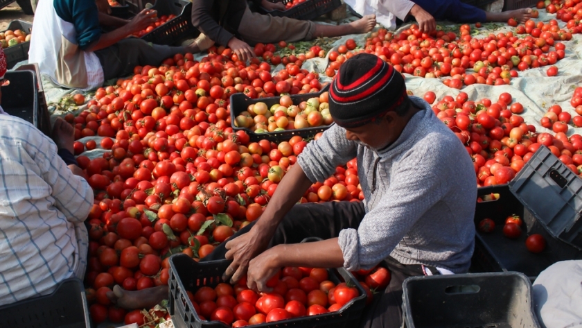 ارتفاع أسعار الطماطم