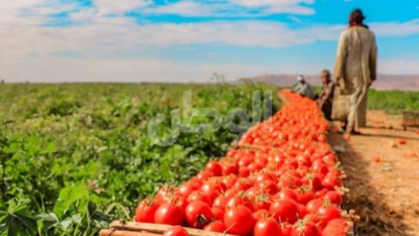 جمع الطماطم