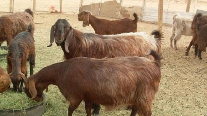 بيطرى القاهرة توضح الفارق بين لحمة الماعز والخراف
